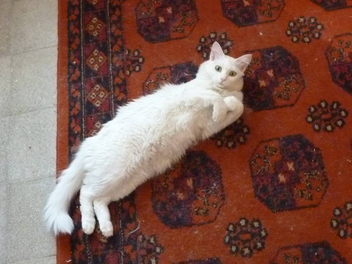 Cat on Rug (4668099379)