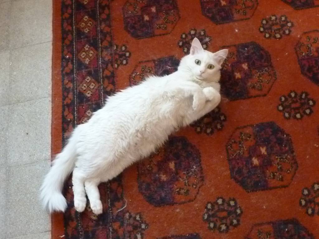 Rug Odour Removal