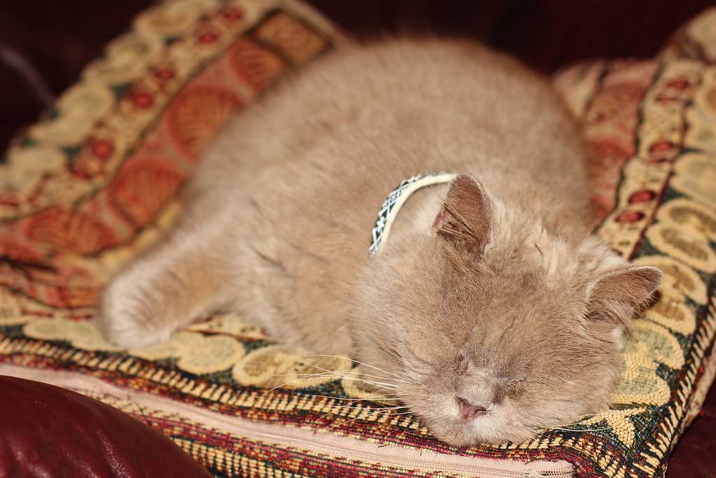 Introducing Rupert