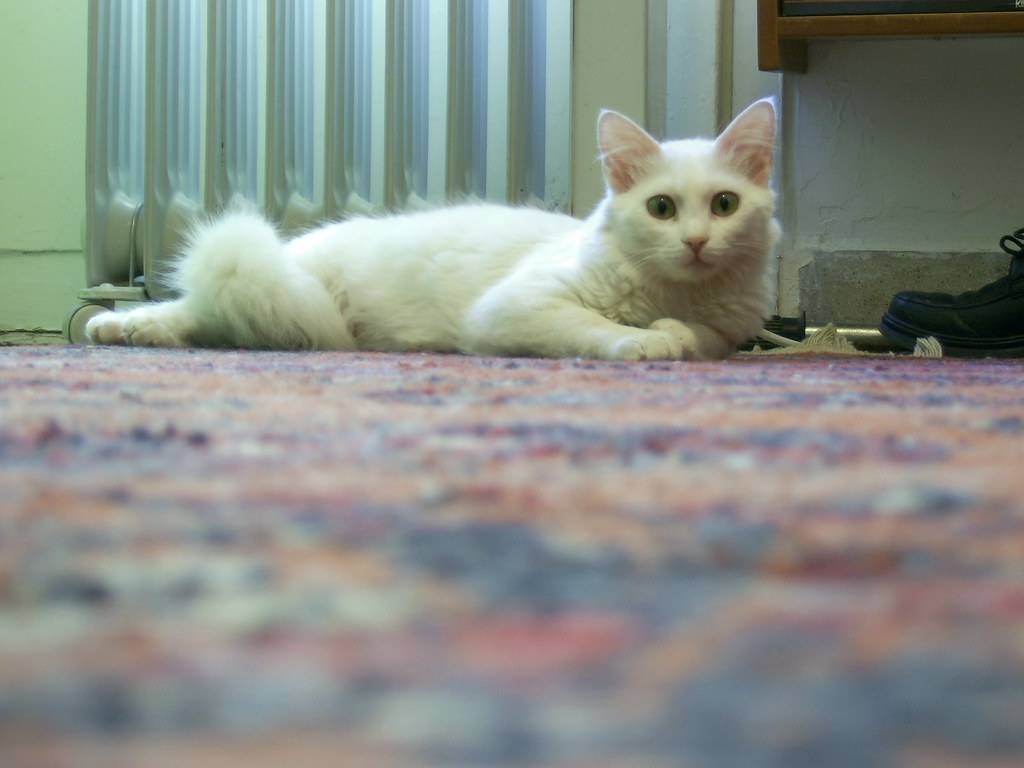 Benefits of Rug Cleaning
