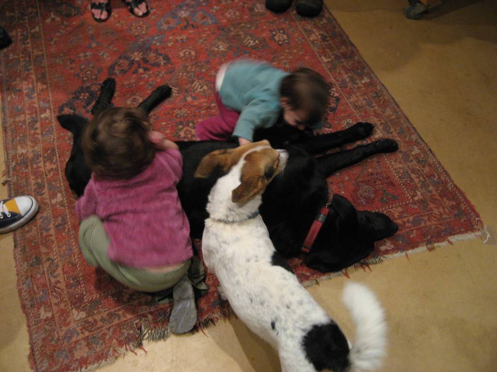 Rug Pet Stain Removal