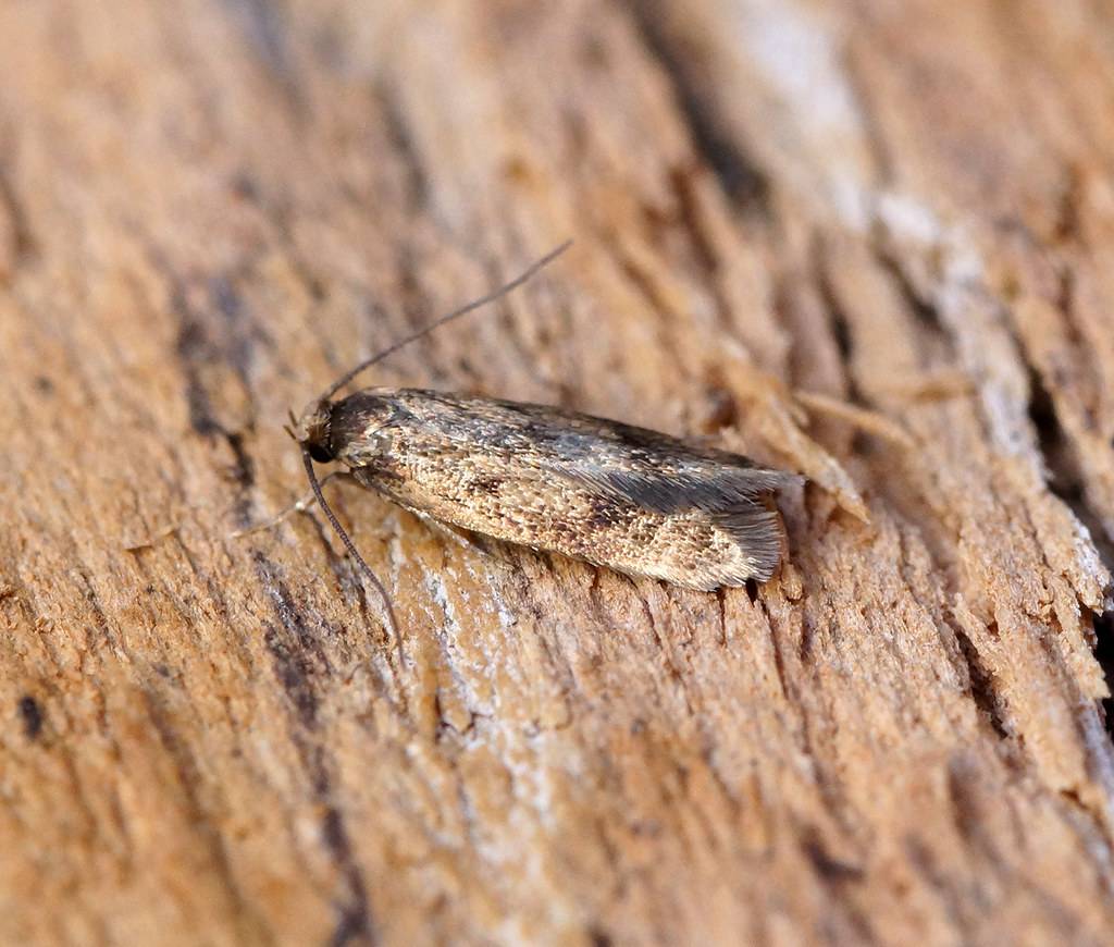 Rug Moth Treatment & Pest Remediation