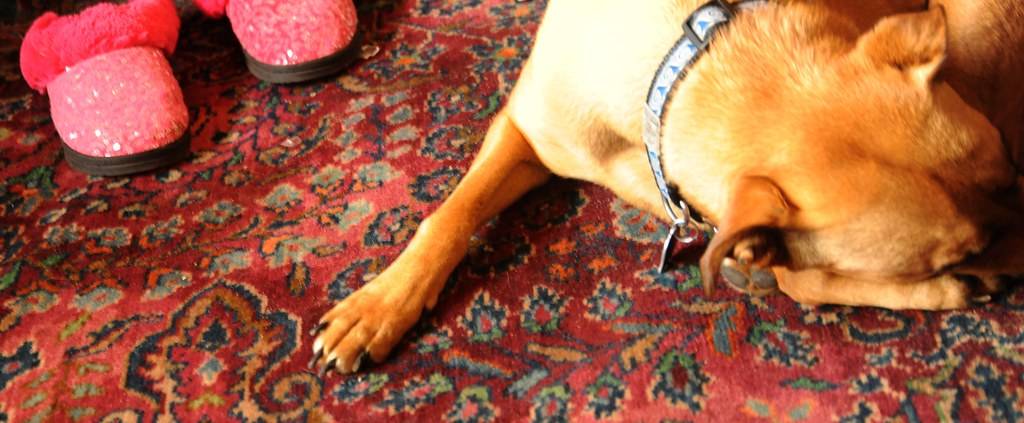 Pet Urine Stain & Odour Decontamination