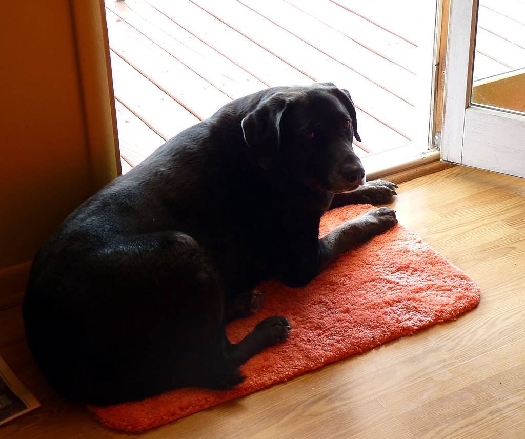 Black Dog Orange Rug