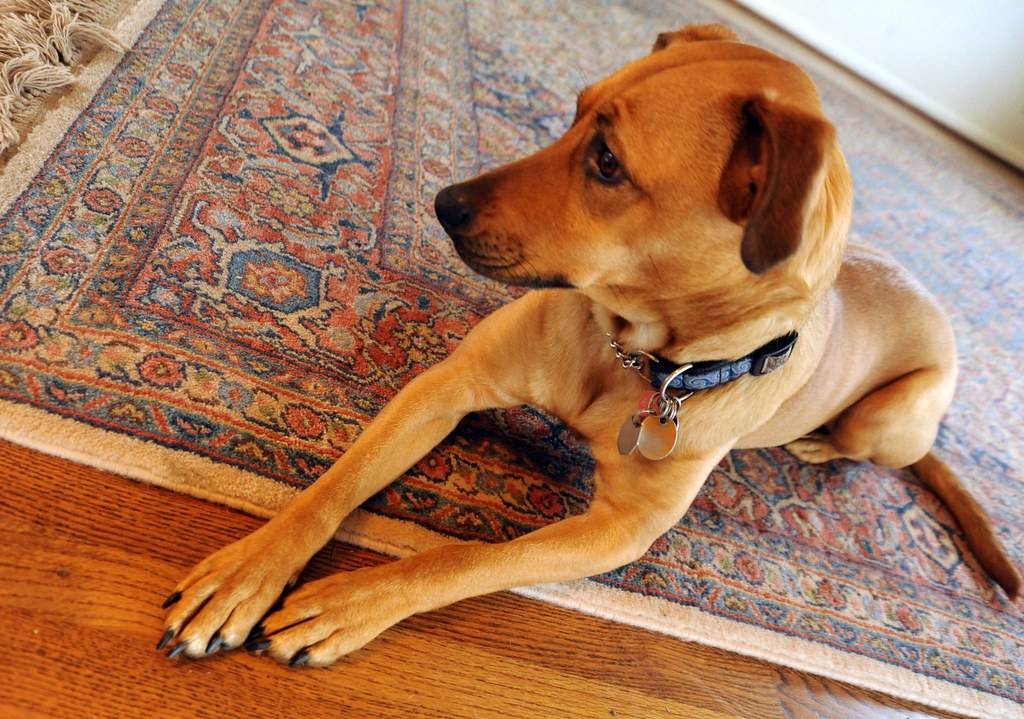 Pet Urine Treatment
