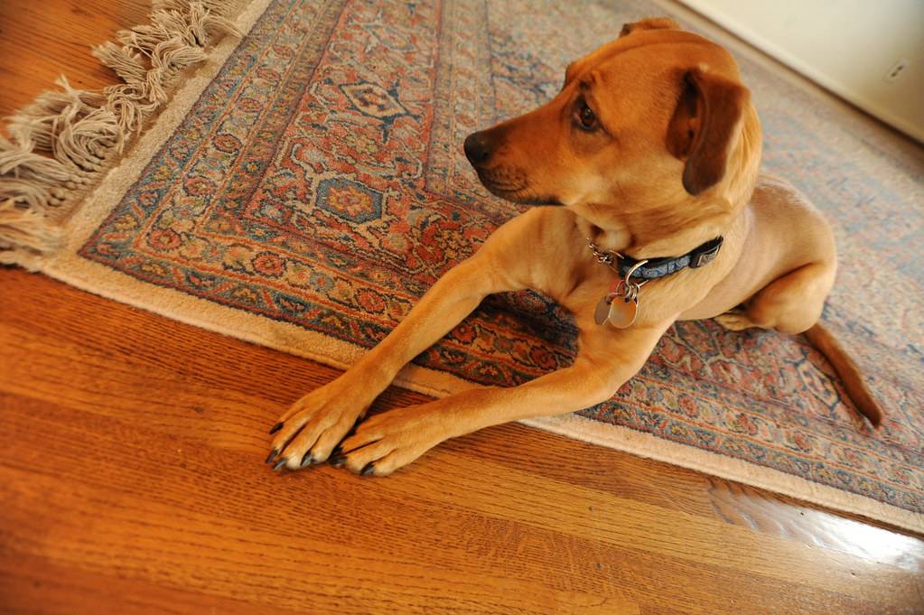 Pet Odour Removal for Rugs