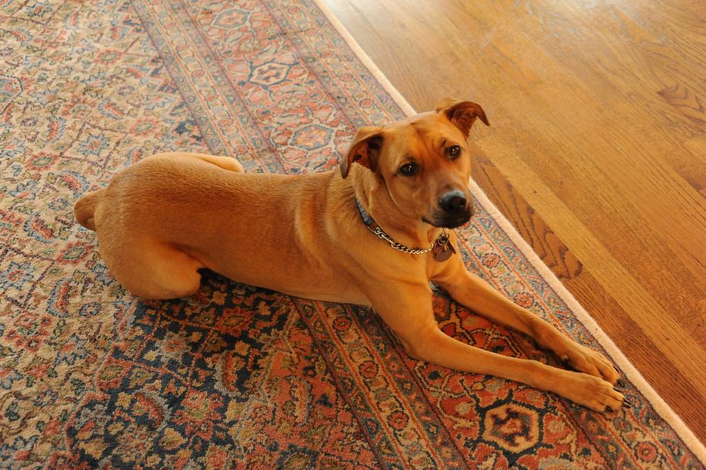 Rosie waiting on an oriental carpet 4310